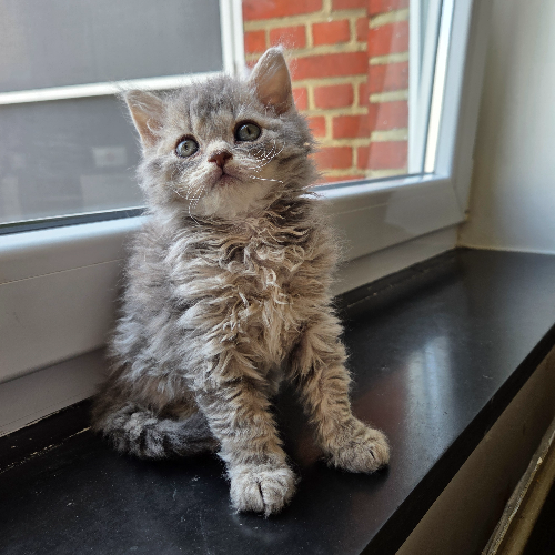 Foto van de poes
