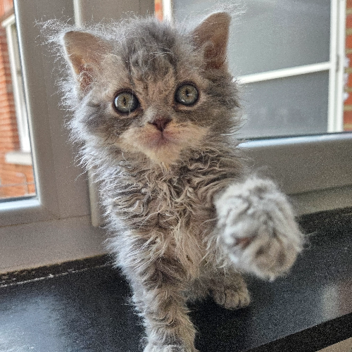 Foto van de poes