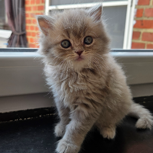Foto van de poes