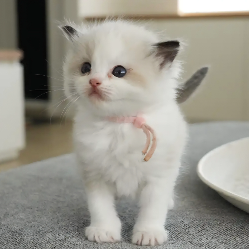 Foto van de poes