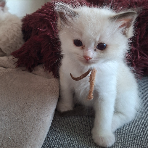 Foto van de poes