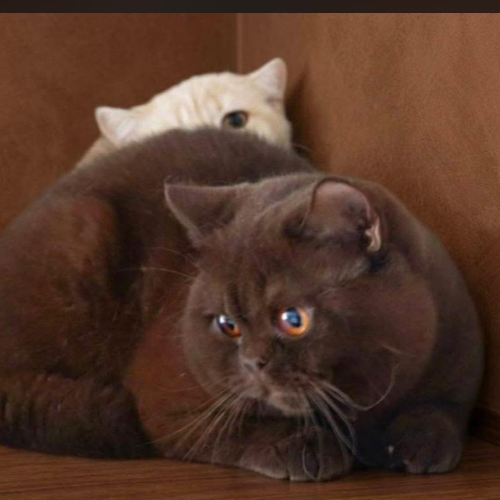 Foto van de poes