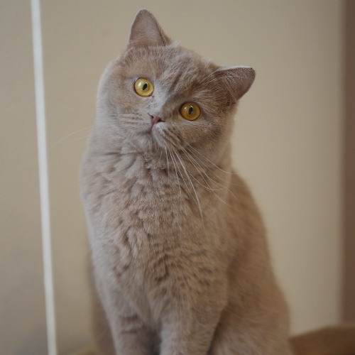 Foto van de poes