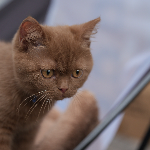 Foto van de poes