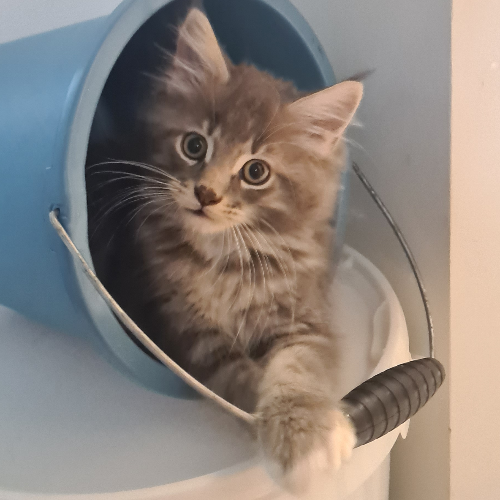 Foto van de poes
