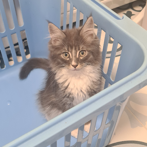 Foto van de poes