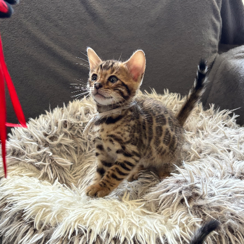 Foto van de poes