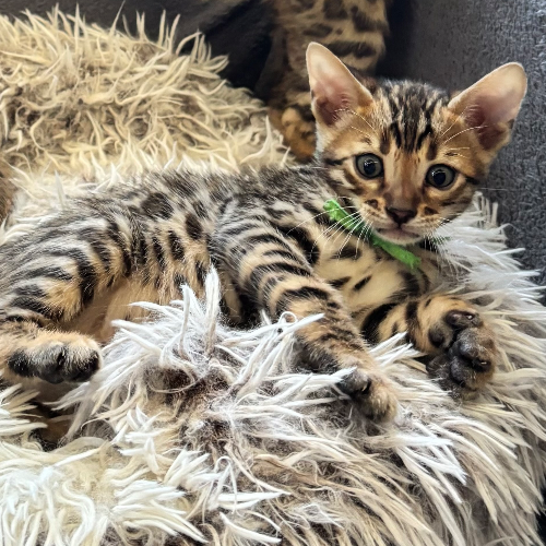 Foto van de poes