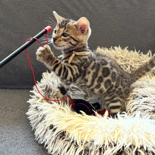 Foto van de poes