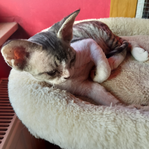 Foto van de poes