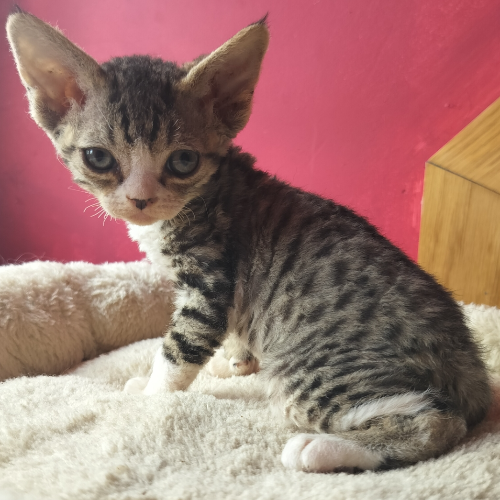 Foto van de poes
