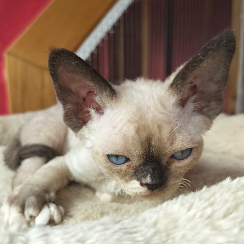 Foto van de poes