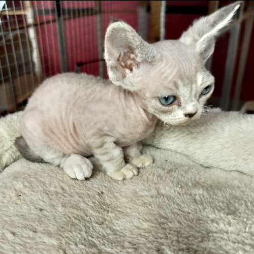 Foto van de poes