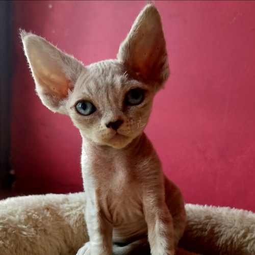 Foto van de poes