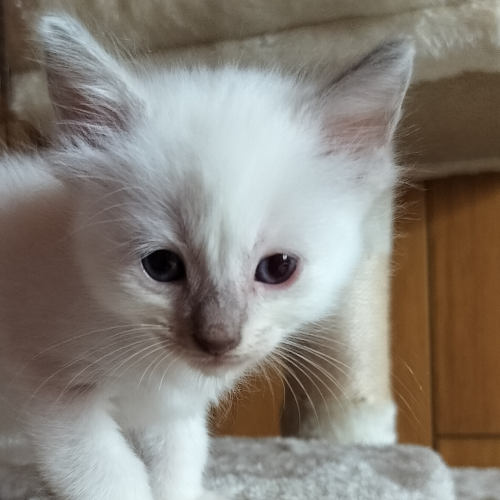 Foto van de poes