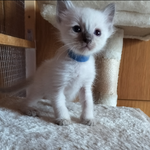 Foto van de poes