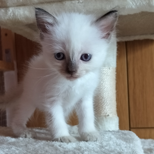 Foto van de poes