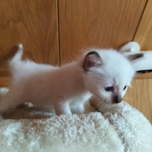Foto van de poes