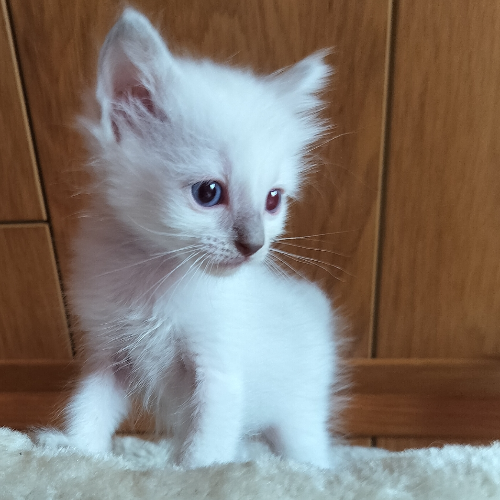 Foto van de poes