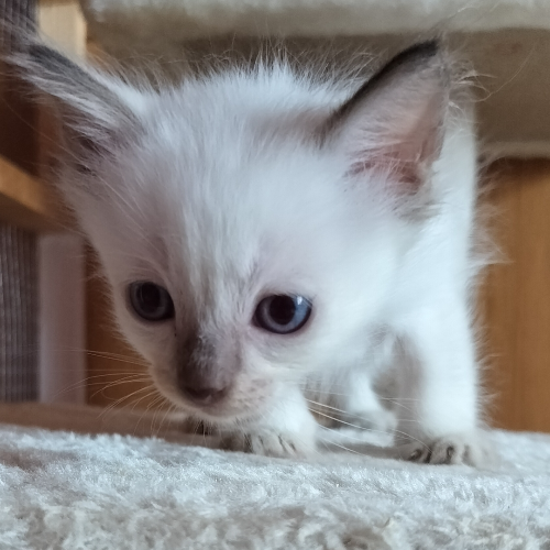 Foto van de poes