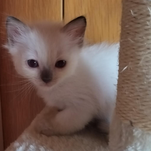 Foto van de poes