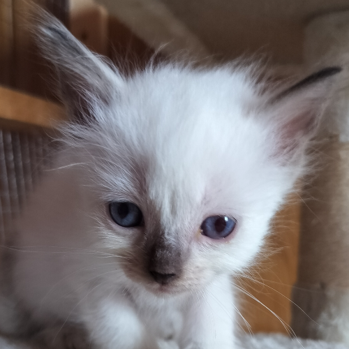 Foto van de poes