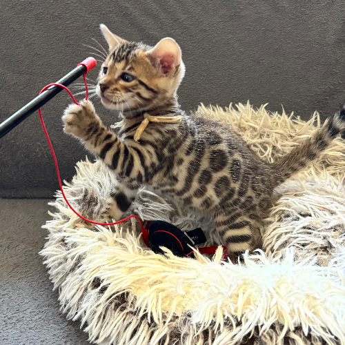 Foto van de poes