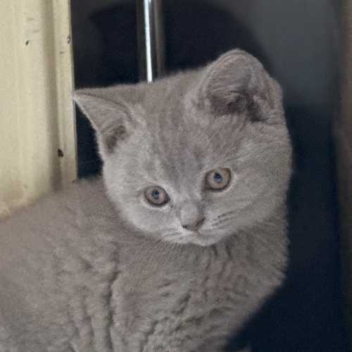Foto van de poes
