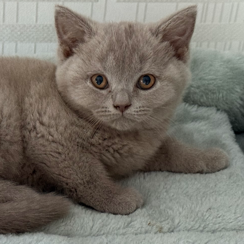 Foto van de poes
