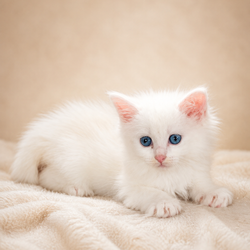 Foto van de poes