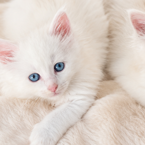 Foto van de poes