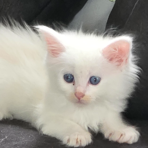 Foto van de poes