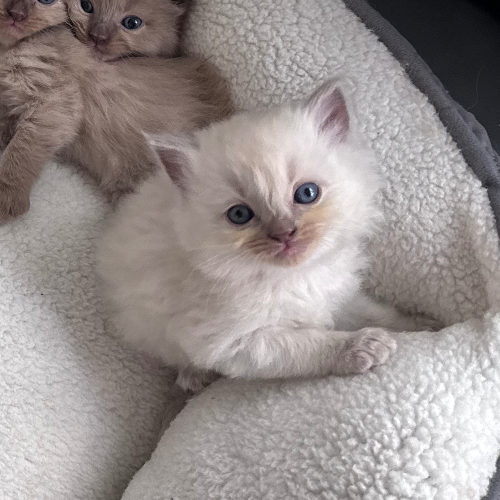 Foto van de poes