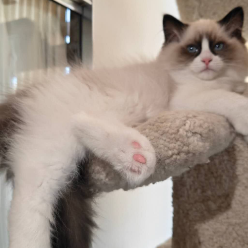Foto van de poes