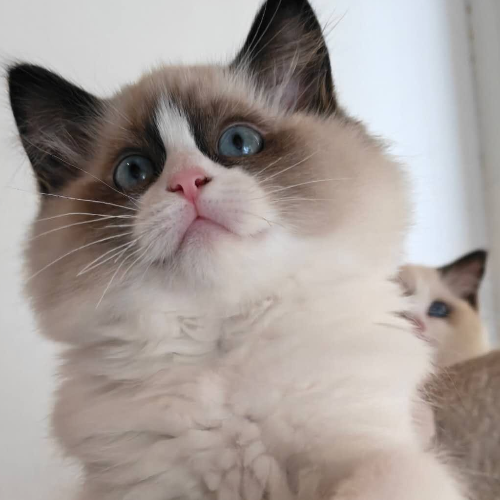 Foto van de poes