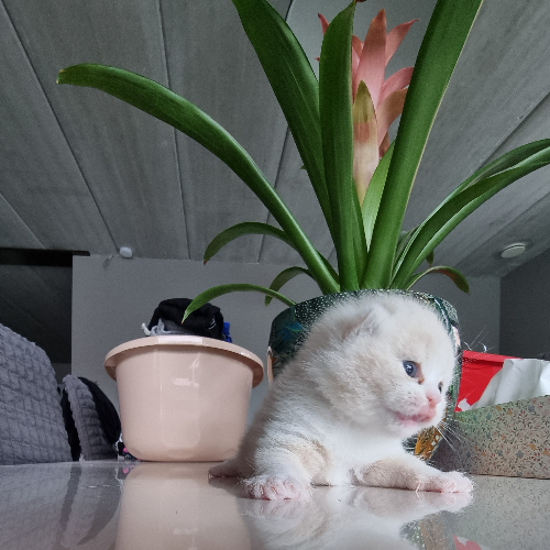 Foto van de poes