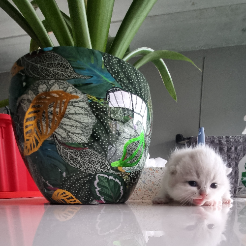 Foto van de poes