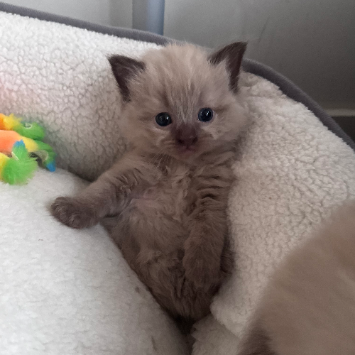 Foto van de poes