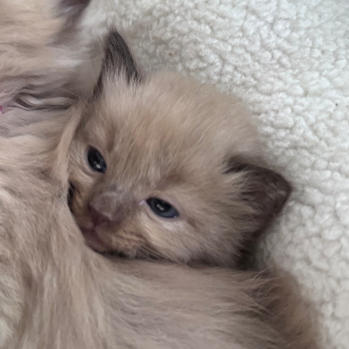 Foto van de poes