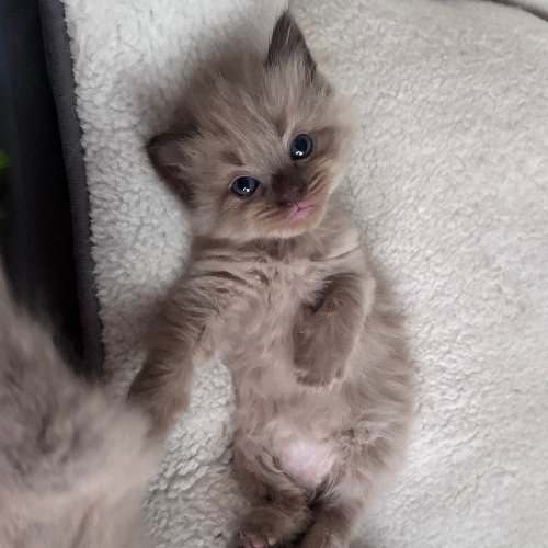 Foto van de poes