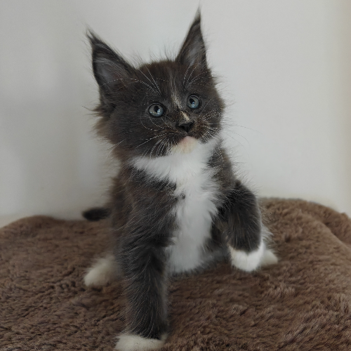 Foto van de poes