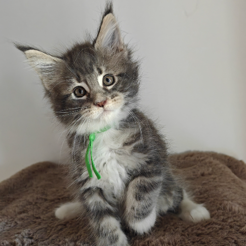 Foto van de poes
