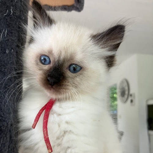 Foto van de poes