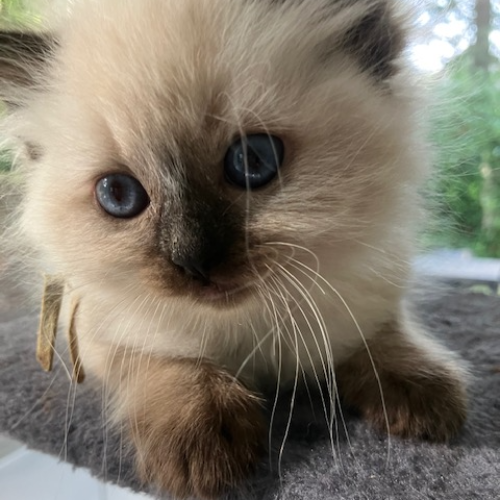 Foto van de poes