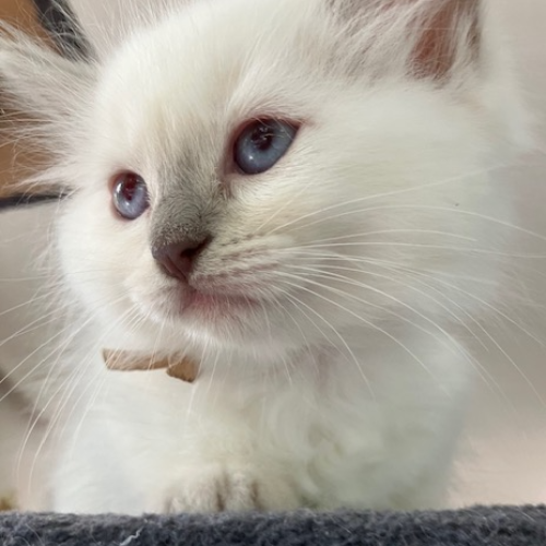 Foto van de poes