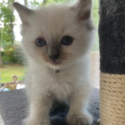 Foto van de poes