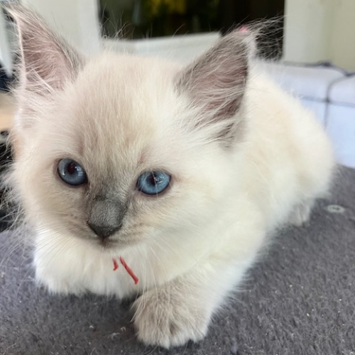 Foto van de poes