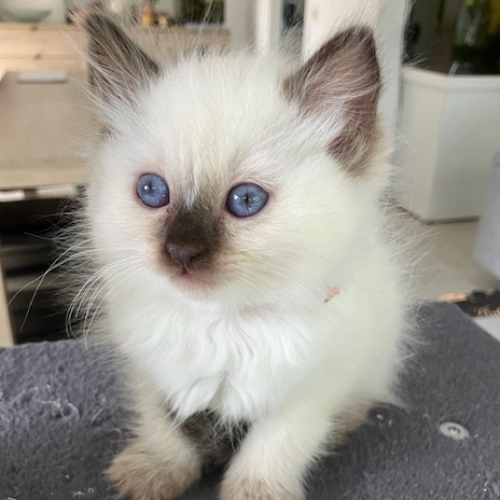 Foto van de poes