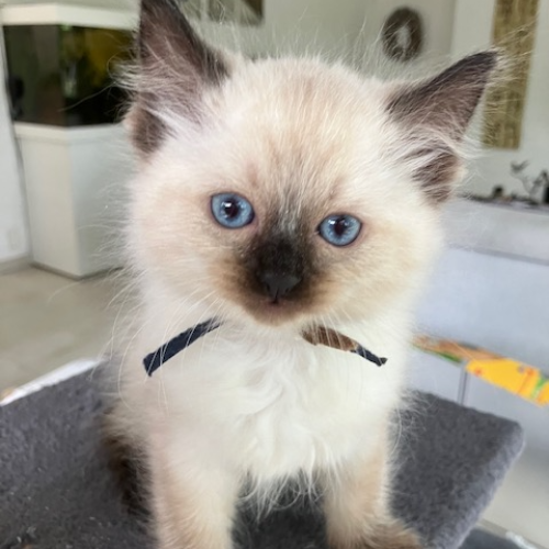 Foto van de poes