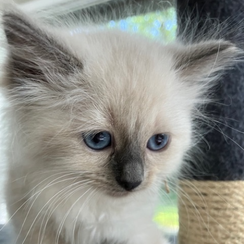 Foto van de poes